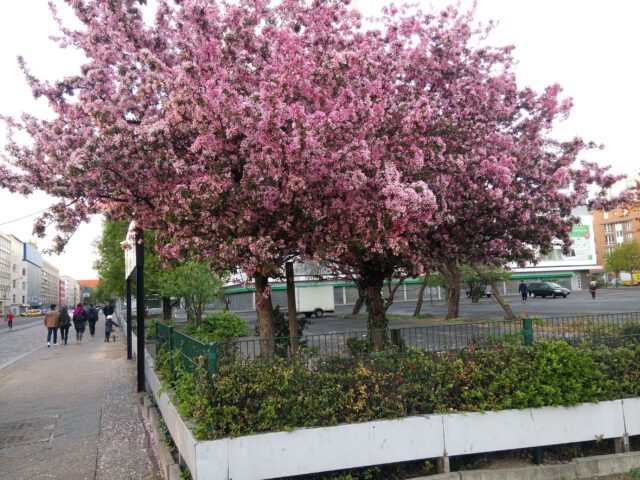 Zierkirschen auf dem Hübner-Parkplatz