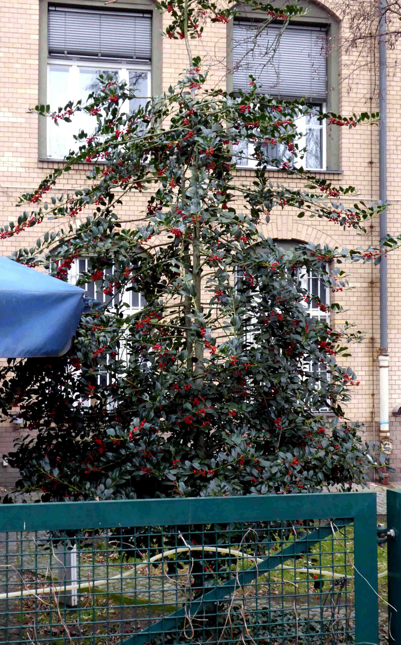 Die Stechpalme  Baum des Jahres 2021