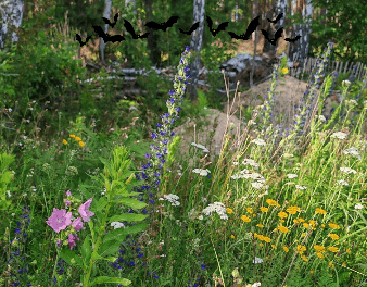 Garten, Naturnah, Blumen