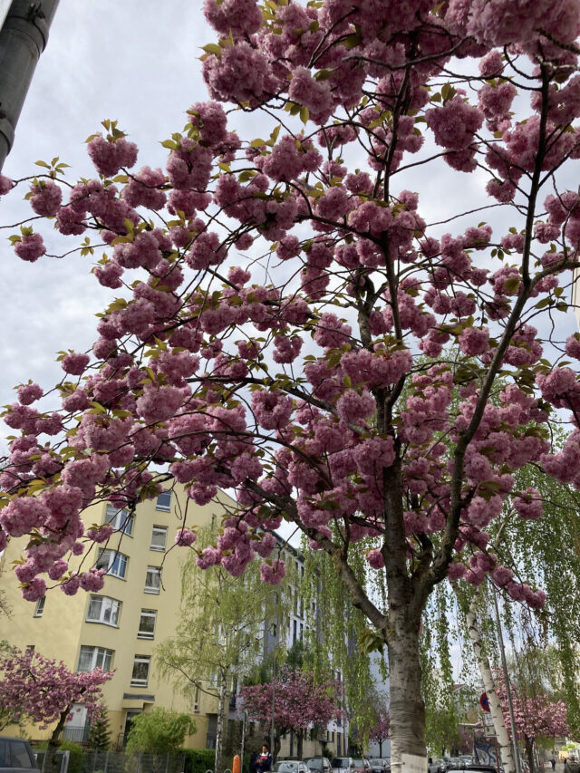 Else-Lasker-Schüler Straße ©eki